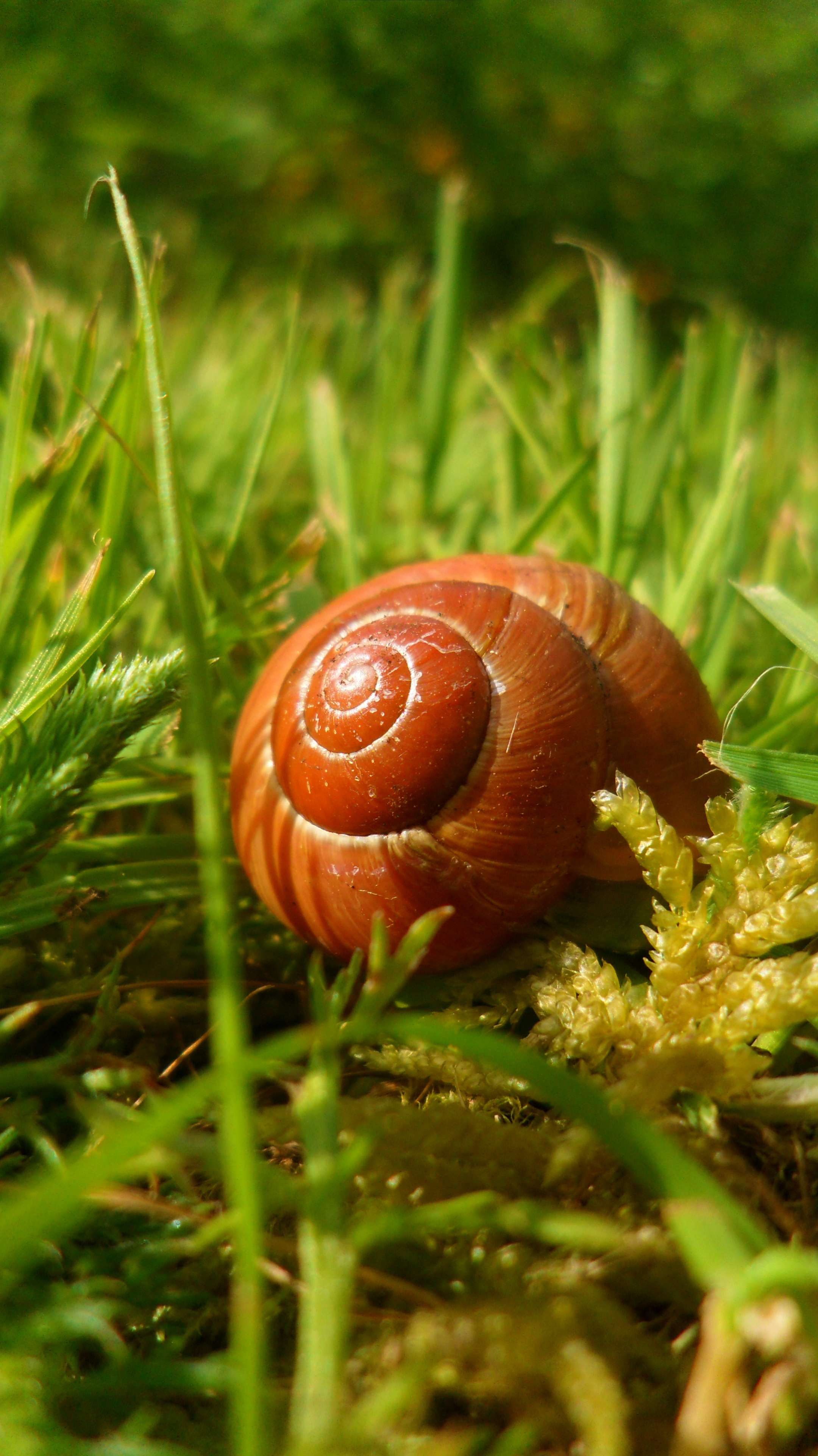 Snail