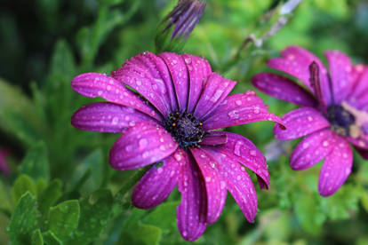 Bright purple flower