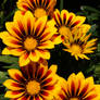 Gazanias I