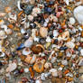 Seashells