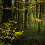 The woods