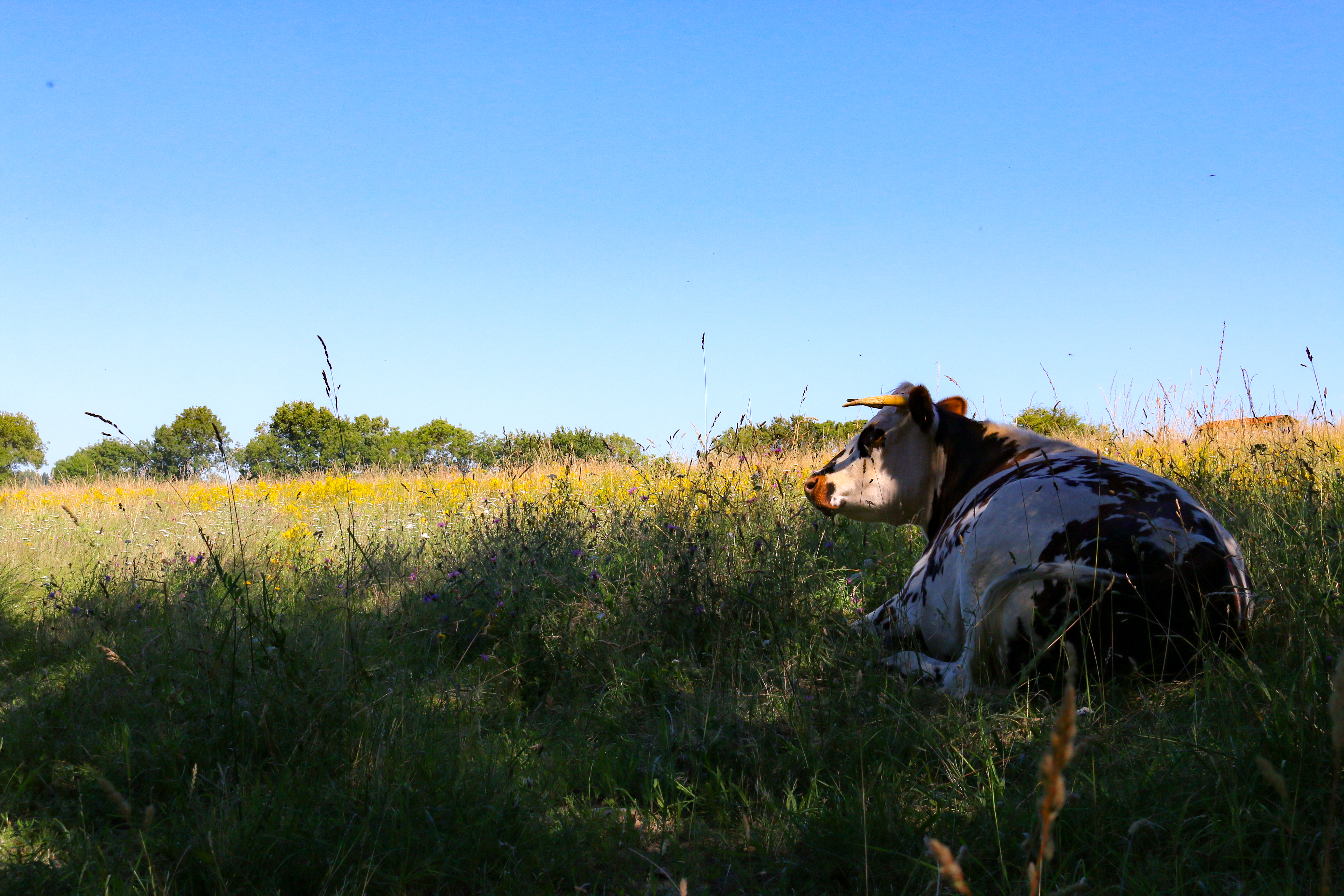 L'heure de la sieste