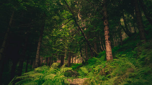 Forest in Norway