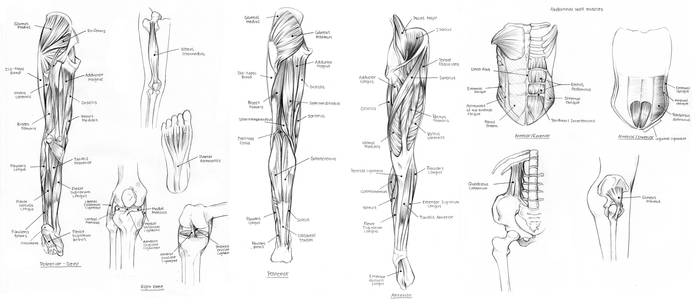 Lower Body Muscles and Tendons