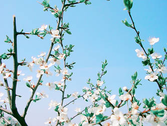 'Cherry Blossom' Wall