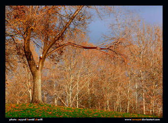 Autumn in Tehran city