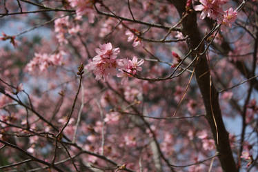 Blooming Redbud