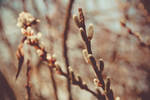 Spring by photographybyteri