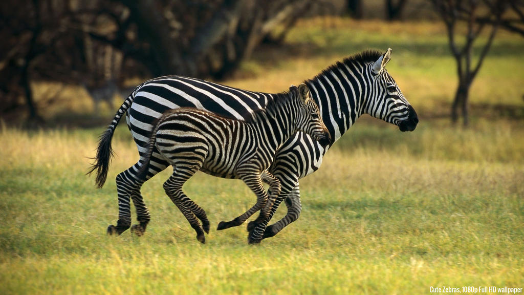 Best Wild Animals Photography by RoberttDixon on DeviantArt Best Wild Animals Photography by RoberttDixon on DeviantArt