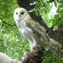 Barn Owl Stock