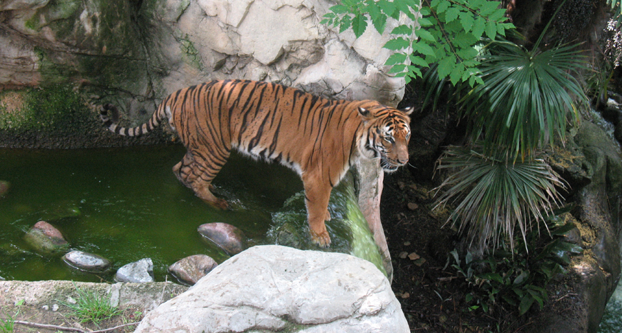 Tiger in Water