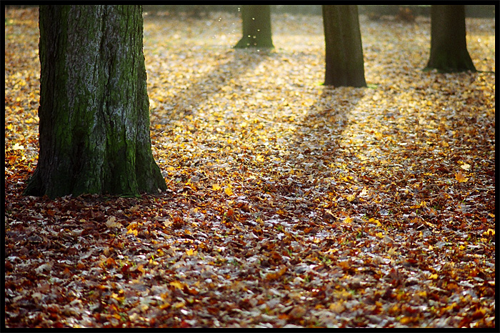 Light and trees