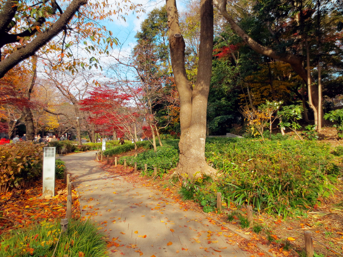 The Sun-Dappled Path