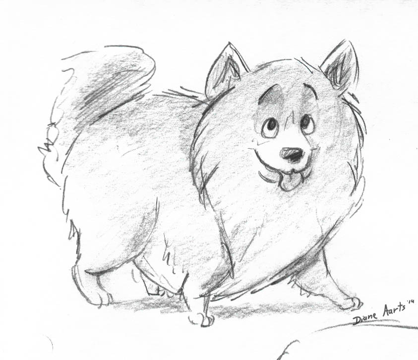 Pomeranian