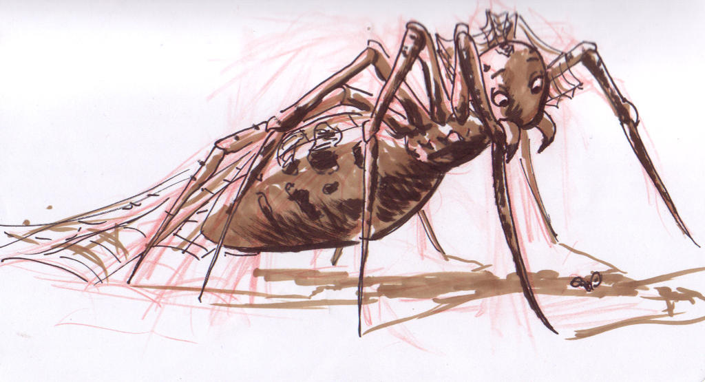 Spider Insect Deviantart spider by DianeAarts on DeviantArt