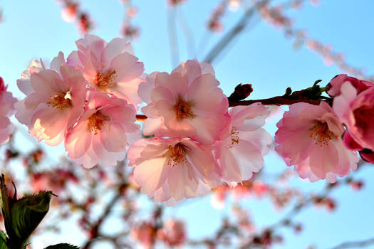 Cherry Blossom