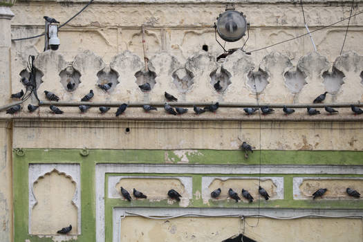 Pigeons on a Wall