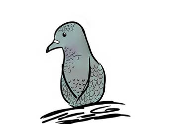 Grey Pigeon