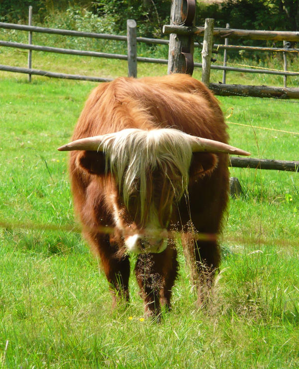 byci by elfka-2 on DeviantArt