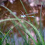 Dragonfly 1