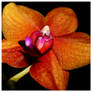 Orchid I