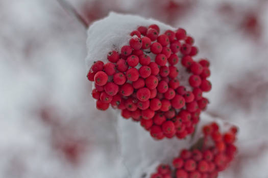 Snow Dusted Berries