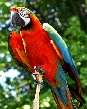 Parrot :Stock: