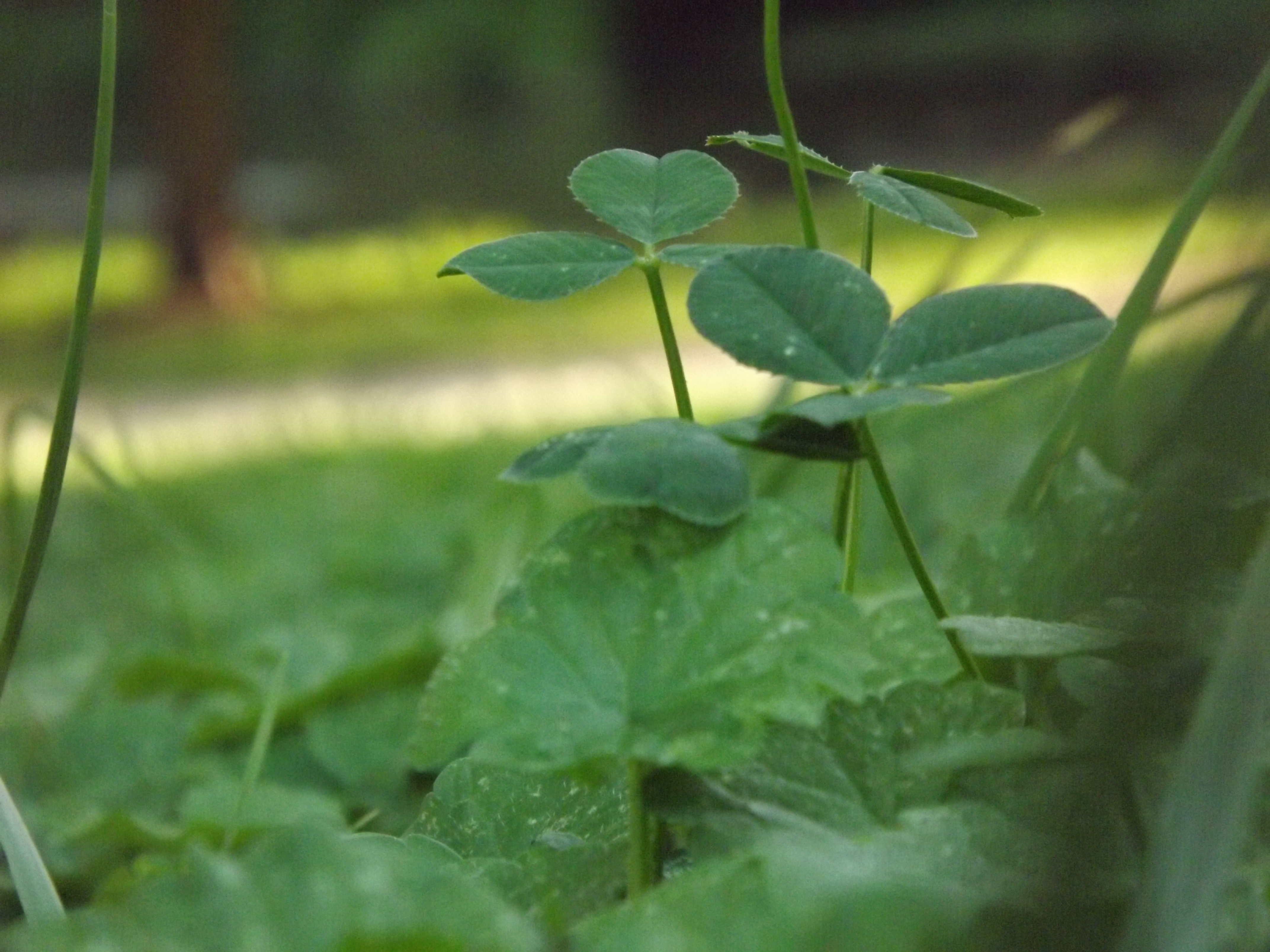 Clovers