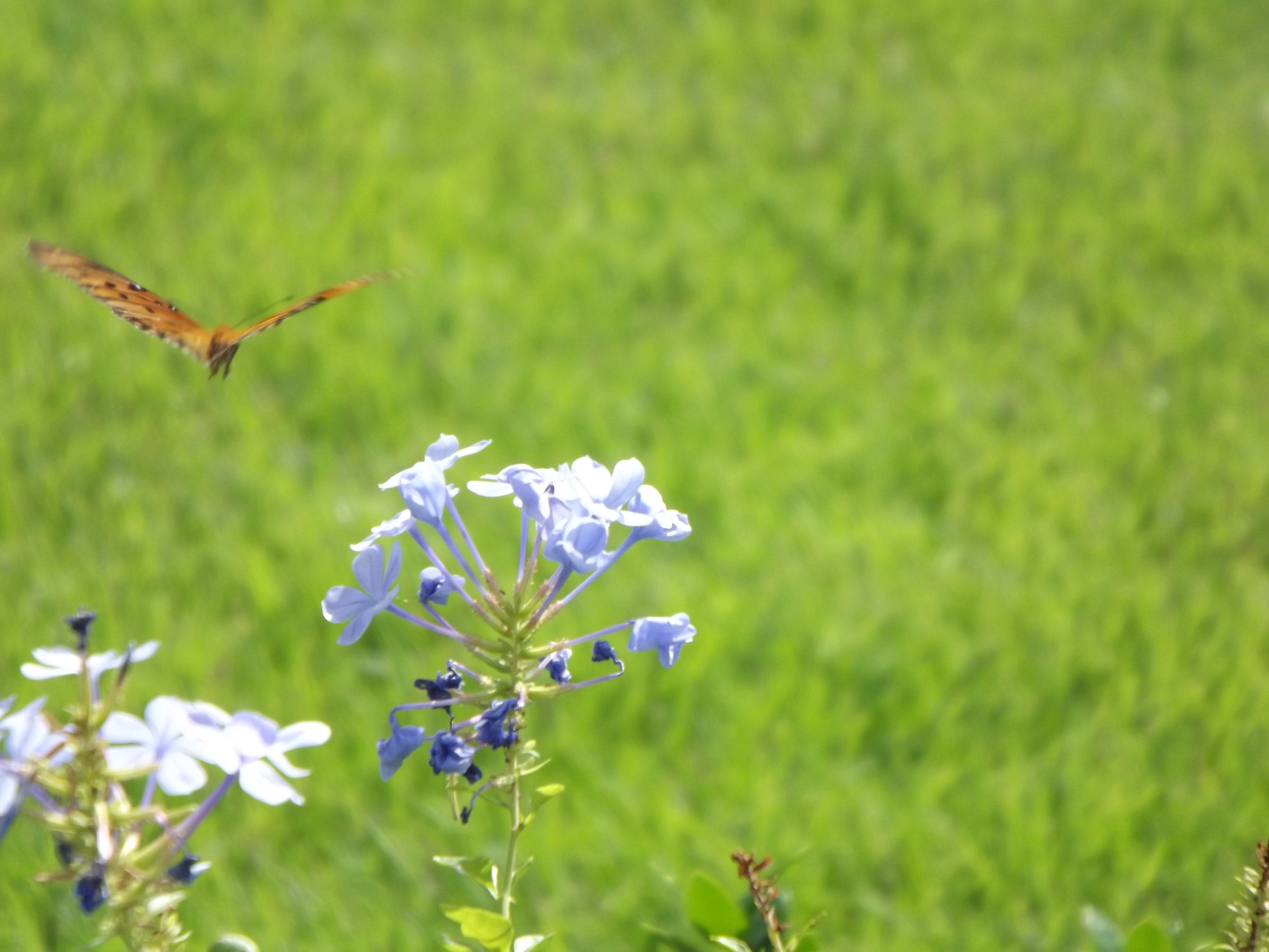 In Flight