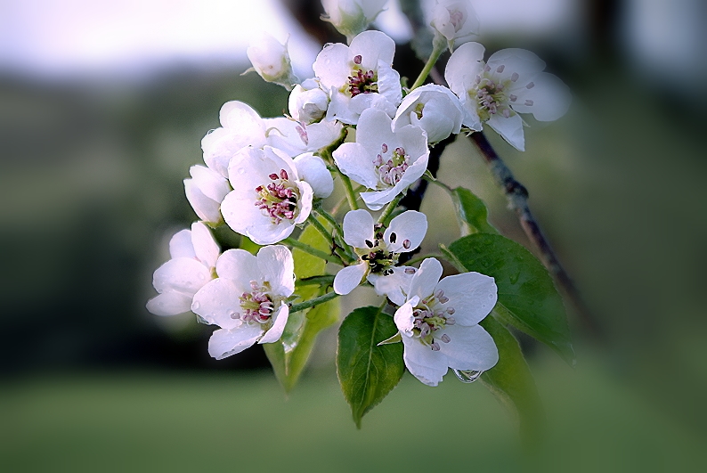 taste of spring