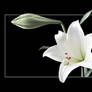 white lily