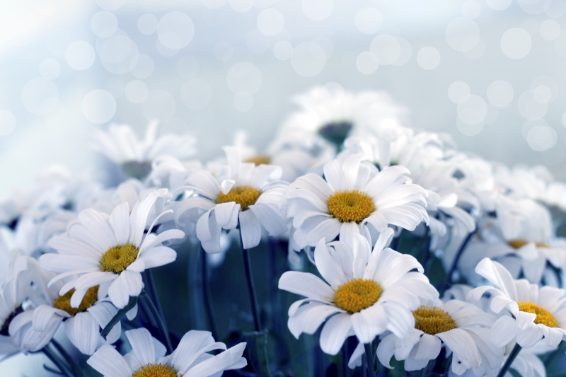 daisies