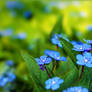 forget-me-not