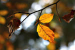 autumn melody ... by hv1234
