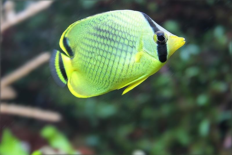 fish by hv1234 fish by hv1234