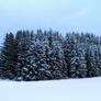 winter in Black Forest