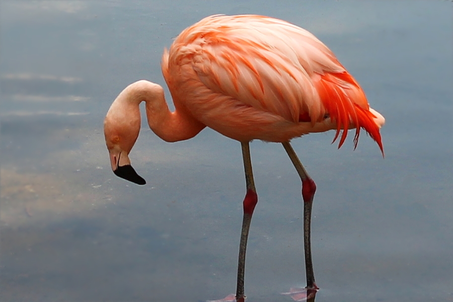 flamingo