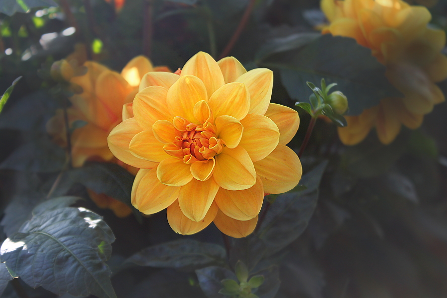 dahlia