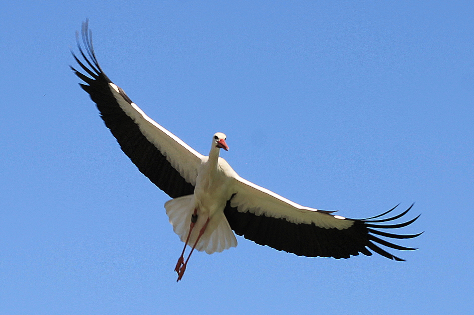 storch