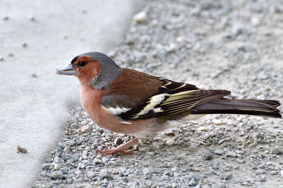 Common Chaffinch (Fringilla coelebs)