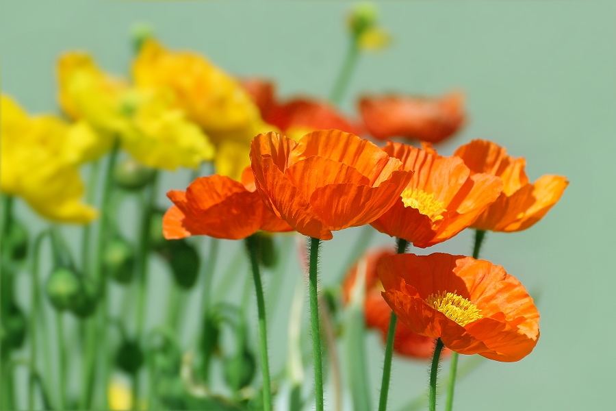 the poppies