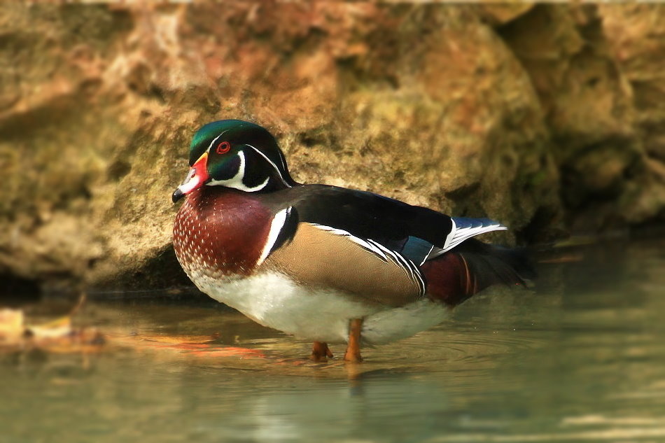 Male of Wood Duck by hv1234 on DeviantArt