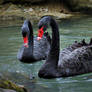 black swans