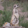 meerkat