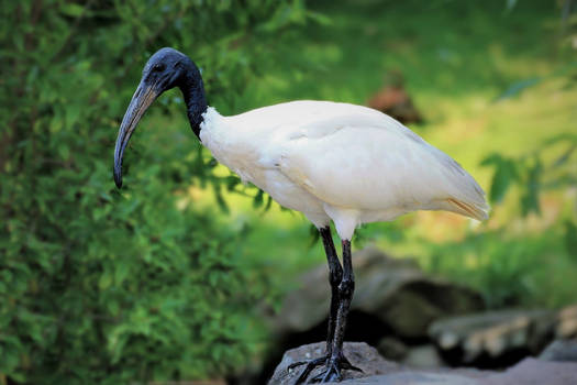 Australian White Ibis