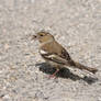 House Sparrow