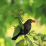 Die Amsel  - Turdus merula