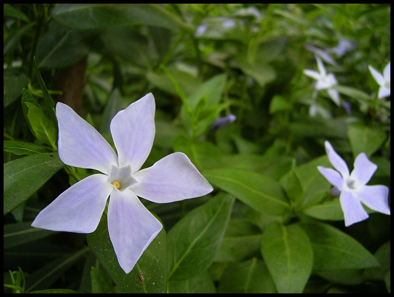 Romieu - Fleur Bleue