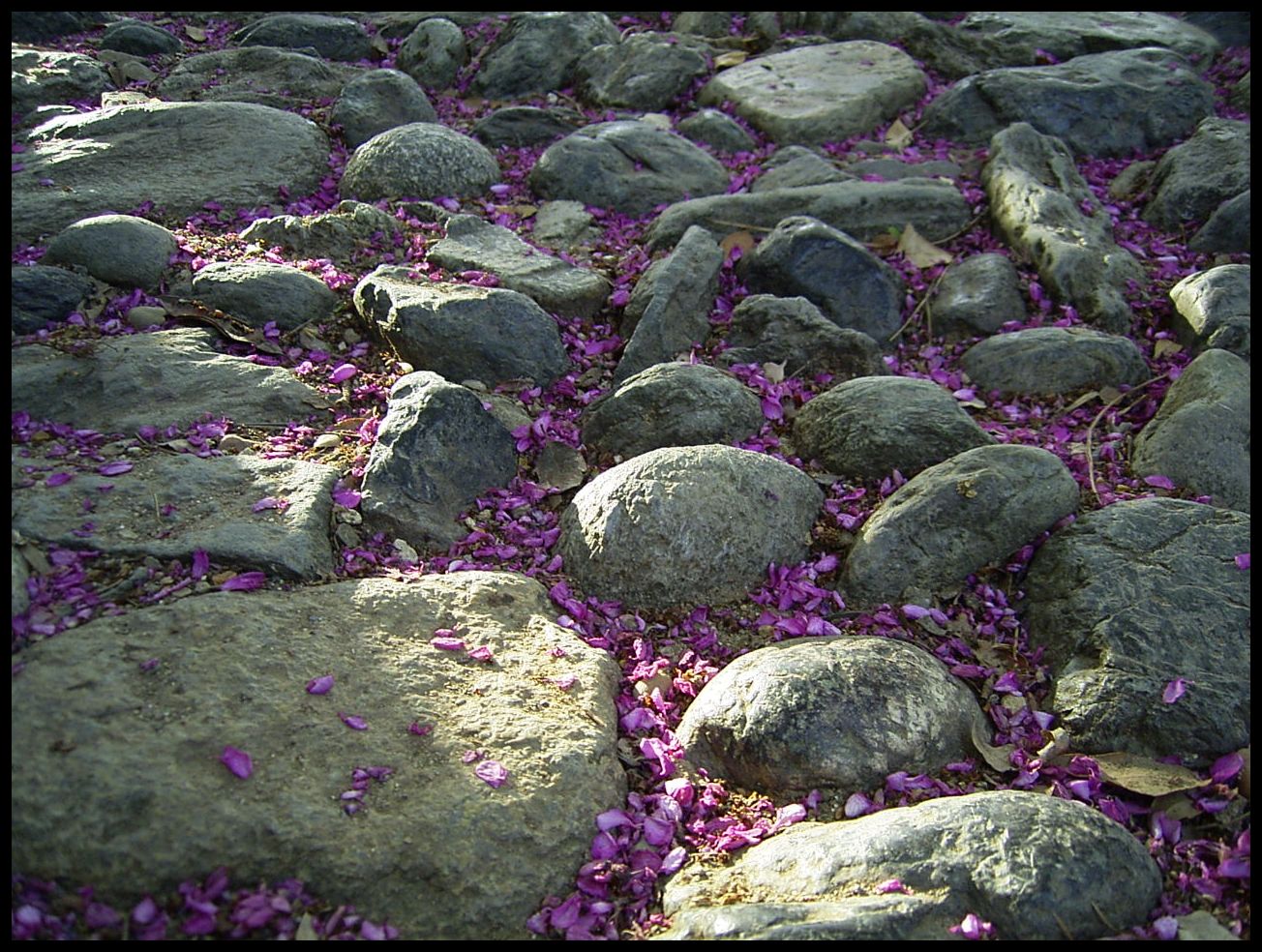 Romieu - Bougainvillea Path