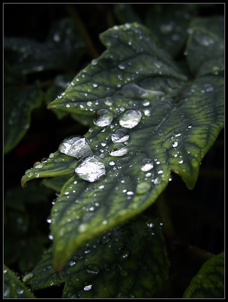 Terrace - Tree Peony Pearls -B